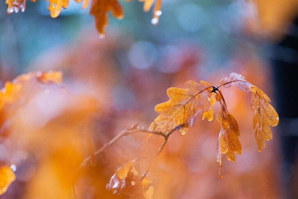 close up of leaves in the forest with the fuji gfx 50s