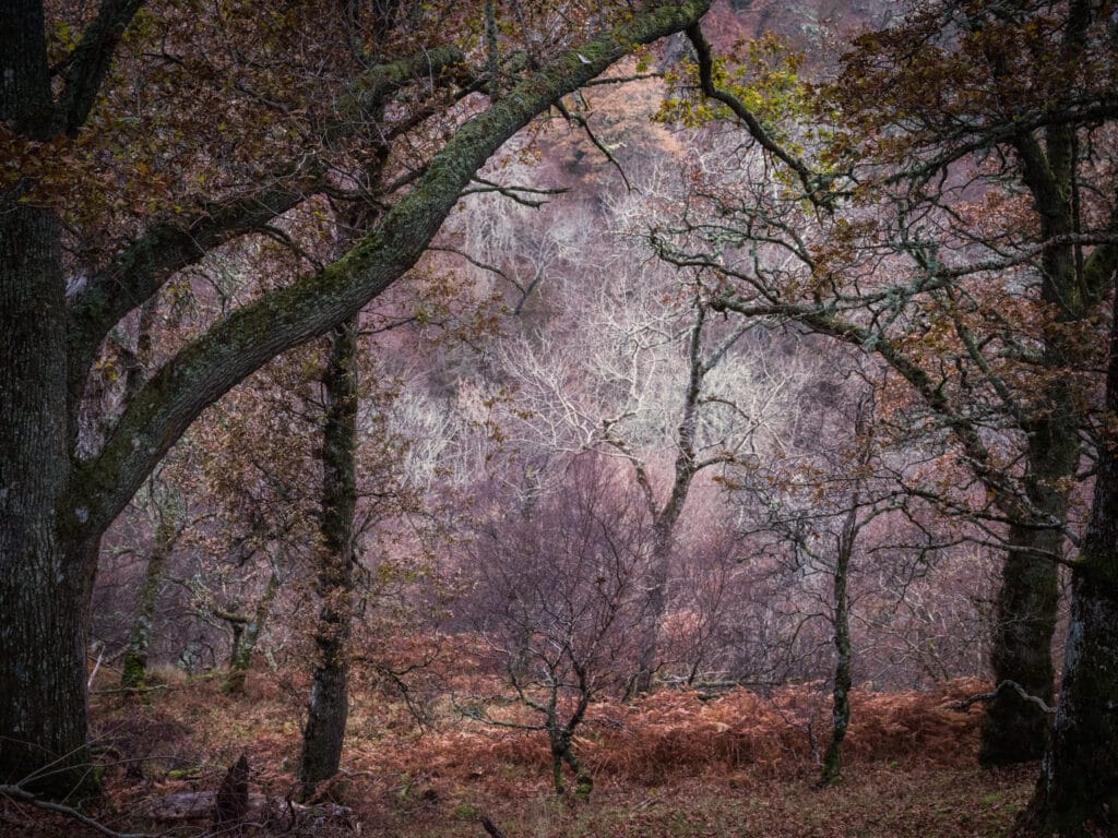 scottish highland forest